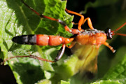 Ichneumon Wasp (Ctenochares bicolorus) (Ctenochares bicolorus)